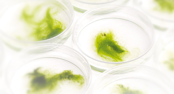 green algae in petri dishes